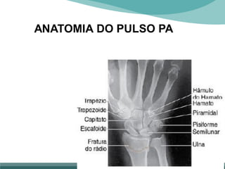 ANATOMIA DO PULSO PA
 