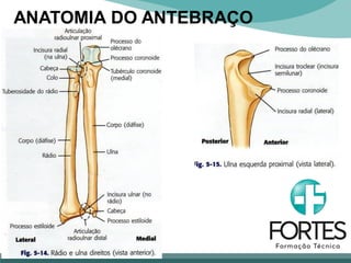ANATOMIA DO ANTEBRAÇO
 