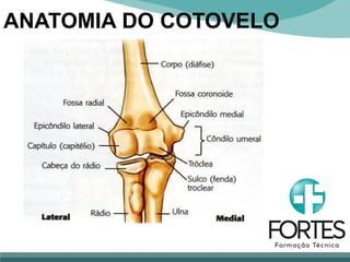ANATOMIA DO COTOVELO
 