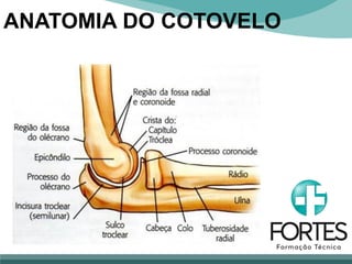 ANATOMIA DO COTOVELO
 
