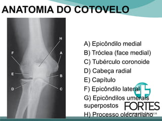 A) Epicôndilo medial
B) Tróclea (face medial)
C) Tubérculo coronoide
D) Cabeça radial
E) Capítulo
F) Epicôndilo lateral
G) Epicôndilos umerais
superpostos
H) Processo olecraniano
ANATOMIA DO COTOVELO
 