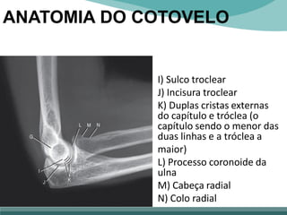 I) Sulco troclear
J) Incisura troclear
K) Duplas cristas externas
do capítulo e tróclea (o
capítulo sendo o menor das
duas linhas e a tróclea a
maior)
L) Processo coronoide da
ulna
M) Cabeça radial
N) Colo radial
ANATOMIA DO COTOVELO
 