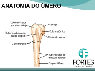 ANATOMIA DO ÚMERO
 