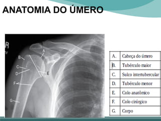 ANATOMIA DO ÚMERO
 