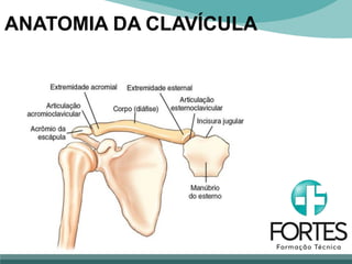 ANATOMIA DA CLAVÍCULA
 
