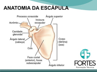 ANATOMIA DA ESCÁPULA
 