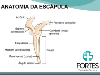 ANATOMIA DA ESCÁPULA
 