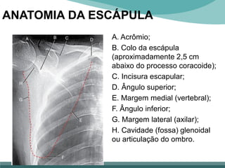 A. Acrômio;
B. Colo da escápula
(aproximadamente 2,5 cm
abaixo do processo coracoide);
C. Incisura escapular;
D. Ângulo superior;
E. Margem medial (vertebral);
F. Ângulo inferior;
G. Margem lateral (axilar);
H. Cavidade (fossa) glenoidal
ou articulação do ombro.
ANATOMIA DA ESCÁPULA
 
