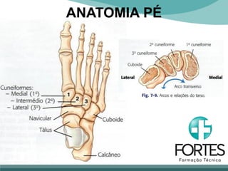 ANATOMIA PÉ
 