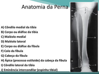 Anatomia da Perna
A) Côndilo medial da tíbia
B) Corpo ou diáfise da tíbia
C) Maléolo medial
D) Maléolo lateral
E) Corpo ou diáfise da fíbula
F) Colo da fíbula
G) Cabeça da fíbula
H) Ápice (processo estiloide) da cabeça da fíbula
I) Côndilo lateral da tíbia
J) Eminência intercondilar (espinha tibial)
 