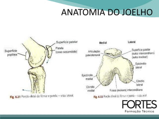 ANATOMIA DO JOELHO
 