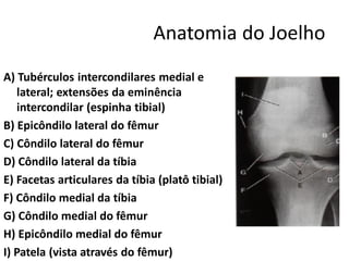 Anatomia do Joelho
A) Tubérculos intercondilares medial e
lateral; extensões da eminência
intercondilar (espinha tibial)
B) Epicôndilo lateral do fêmur
C) Côndilo lateral do fêmur
D) Côndilo lateral da tíbia
E) Facetas articulares da tíbia (platô tibial)
F) Côndilo medial da tíbia
G) Côndilo medial do fêmur
H) Epicôndilo medial do fêmur
I) Patela (vista através do fêmur)
 