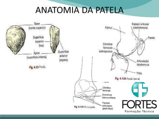 ANATOMIA DA PATELA
 