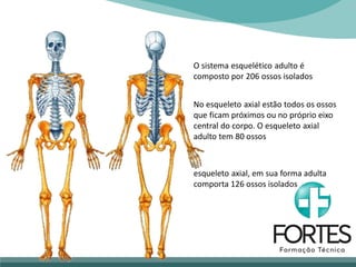 O sistema esquelético adulto é
composto por 206 ossos isolados
No esqueleto axial estão todos os ossos
que ficam próximos ou no próprio eixo
central do corpo. O esqueleto axial
adulto tem 80 ossos
esqueleto axial, em sua forma adulta
comporta 126 ossos isolados
 