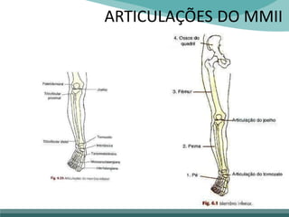 ARTICULAÇÕES DO MMII
 