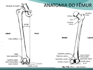ANATOMIA DO FÊMUR
 