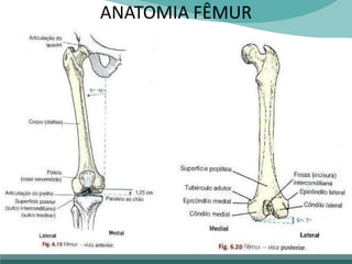 ANATOMIA FÊMUR
 