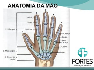 ANATOMIA DA MÃO
 