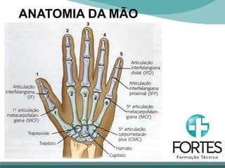 ANATOMIA DA MÃO
 
