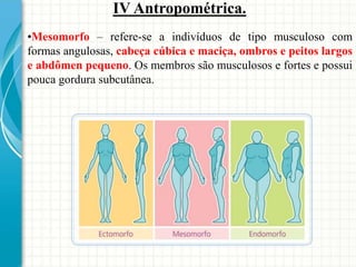 •Mesomorfo – refere-se a indivíduos de tipo musculoso com
formas angulosas, cabeça cúbica e maciça, ombros e peitos largos
e abdômen pequeno. Os membros são musculosos e fortes e possui
pouca gordura subcutânea.
IV Antropométrica.
 