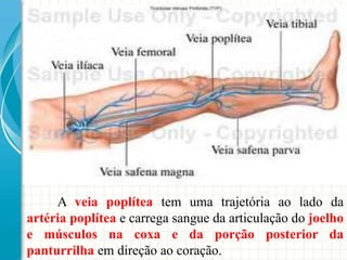 A veia poplítea tem uma trajetória ao lado da
artéria poplítea e carrega sangue da articulação do joelho
e músculos na coxa e da porção posterior da
panturrilha em direção ao coração.
 