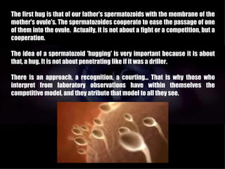The first hug is that of our father's spermatozoids with the membrane of the
mother's ovule's. The spermatozoides cooperate to ease the passage of one
of them into the ovule. Actually, it is not about a fight or a competition, but a
cooperation.

The idea of a spermatozoid 'hugging' is very important because it is about
that, a hug. It is not about penetrating like if it was a driller.

There is an approach, a recognition, a courting... That is why those who
interpret from laboratory observations have within themselves the
competitive model, and they atribute that model to all they see.
 