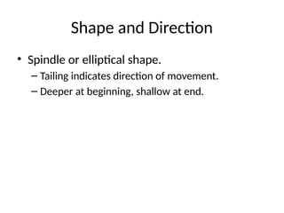 Wrangling Shape Incised_Wound and its implications.pptx