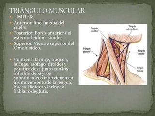  LIMITES:
 Anterior: línea media del
cuello.
 Posterior: Borde anterior del
esternocleidomastoideo
 Superior: Vientre superior del
Omohioideo.
 Contiene: faringe, tráquea,
laringe, esófago, tiroides y
paratiroides; junto con los
infrahioideos y los
suprahioideos intervienen en
los movimiento de la lengua,
hueso Hioides y laringe al
hablar o deglutir.
 