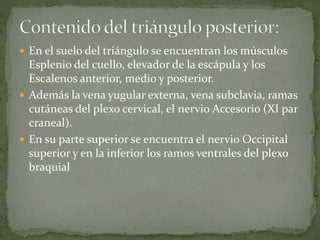  En el suelo del triángulo se encuentran los músculos
Esplenio del cuello, elevador de la escápula y los
Escalenos anterior, medio y posterior.
 Además la vena yugular externa, vena subclavia, ramas
cutáneas del plexo cervical, el nervio Accesorio (XI par
craneal).
 En su parte superior se encuentra el nervio Occipital
superior y en la inferior los ramos ventrales del plexo
braquial
 