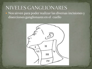  Nos sirven para poder realizar las diversas incisiones y
disecciones ganglionares en el cuello
 