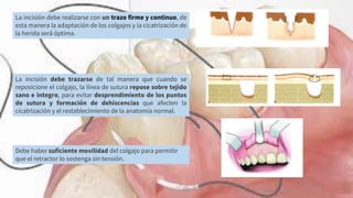 La incisión debe realizarse con un trazo firme y continuo, de
esta manera la adaptación de los colgajos y la cicatrización de
la herida será óptima.
La incisión debe trazarse de tal manera que cuando se
reposicione el colgajo, la línea de sutura repose sobre tejido
sano e integro, para evitar desprendimiento de los puntos
de sutura y formación de dehiscencias que afecten la
cicatrización y el restablecimiento de la anatomía normal.
Debe haber suficiente movilidad del colgajo para permitir
que el retractor lo sostenga sin tensión.
 