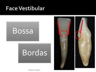 Bossa
Bordas
Caíque A. Siqueira
 