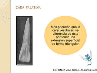 CARA PALATINA
Más pequeña que la
cara vestibular; se
diferencia de ésta
por tener una
extensión superficial
de forma triangular.
ESPONDA VILA, Rafael. Anatomía Denta
 