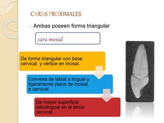 CARAS PROXIMALES
Ambas poseen forma triangular
De forma triangular con base
cervical y vértice en incisal.
Convexa de labial a lingual y
ligeramente plana de incisal
a cervical.
De mayor superficie
labiolingual en el tercio
cervical.
cara mesial
 