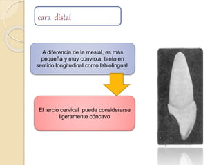cara distal
A diferencia de la mesial, es más
pequeña y muy convexa, tanto en
sentido longitudinal como labiolingual.
El tercio cervical puede considerarse
ligeramente cóncavo
 