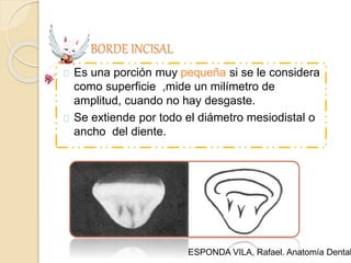 BORDE INCISAL
Es una porción muy pequeña si se le considera
como superficie ,mide un milímetro de
amplitud, cuando no hay desgaste.
Se extiende por todo el diámetro mesiodistal o
ancho del diente.
ESPONDA VILA, Rafael. Anatomía Dental
 