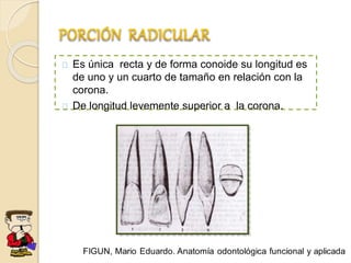Es única recta y de forma conoide su longitud es
de uno y un cuarto de tamaño en relación con la
corona.
De longitud levemente superior a la corona.
 