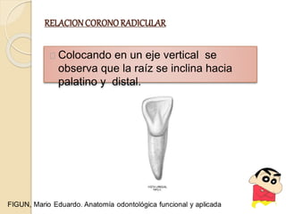 RELACIONCORONORADICULAR
Colocando en un eje vertical se
observa que la raíz se inclina hacia
palatino y distal.
 
