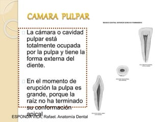 La cámara o cavidad
pulpar está
totalmente ocupada
por la pulpa y tiene la
forma externa del
diente.
En el momento de
erupción la pulpa es
grande, porque la
raíz no ha terminado
su conformación
apicalESPONDA VILA, Rafael. Anatomía Dental
 