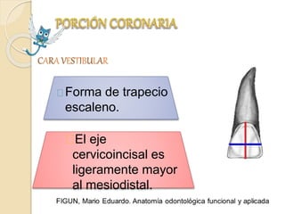 CARA VESTIBULAR
Forma de trapecio
escaleno.
El eje
cervicoincisal es
ligeramente mayor
al mesiodistal.
 