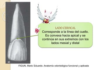 LADO CERVICAL
Corresponde a la línea del cuello.
Es convexa hacia apical y se
continúa en sus extremos con los
lados mesial y distal
 