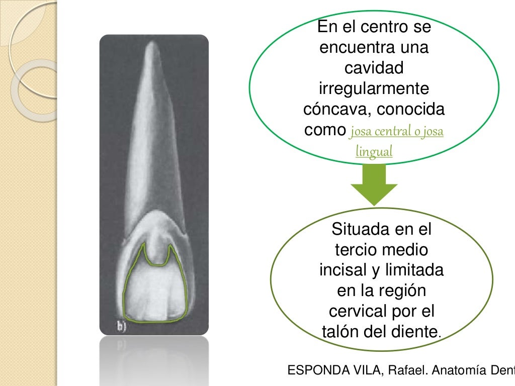 Incisivo central superior Incisivo central superior