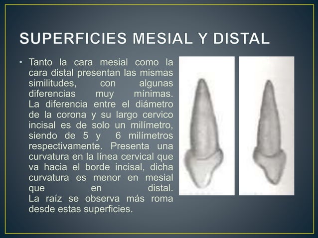 Anatomía Dental II - Incisivo Central Superior Deciduo | PPTX
