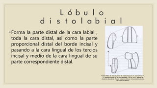 ◦Forma la parte distal de la cara labial ,
toda la cara distal, así como la parte
proporcional distal del borde incisal y
pasando a la cara lingual de los tercios
incisal y medio de la cara lingual de su
parte correspondiente distal.
Padilla Millán, M., Díaz Guzmán, M., Valdez Esquivel, F., García Rivas P.,
D., Martínez Iñiguez, N., & Silva Mendieta, J. et al. (2017). Manual de
Anatomía Bucodental. Toluca, Estado de México: Universidad Autónoma
del Estado de México.
 