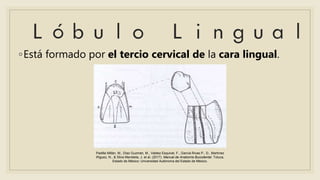 ◦Está formado por el tercio cervical de la cara lingual.
Padilla Millán, M., Díaz Guzmán, M., Valdez Esquivel, F., García Rivas P., D., Martínez
Iñiguez, N., & Silva Mendieta, J. et al. (2017). Manual de Anatomía Bucodental. Toluca,
Estado de México: Universidad Autónoma del Estado de México.
 