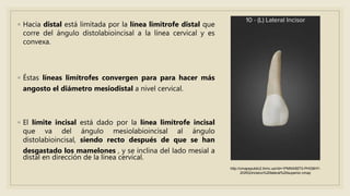 ◦ Hacia distal está limitada por la línea limítrofe distal que
corre del ángulo distolabioincisal a la línea cervical y es
convexa.
◦ Éstas líneas limítrofes convergen para para hacer más
angosto el diámetro mesiodistal a nivel cervical.
◦ El límite incisal está dado por la línea limítrofe incisal
que va del ángulo mesiolabioincisal al ángulo
distolabioincisal, siendo recto después de que se han
desgastado los mamelones , y se inclina del lado mesial a
distal en dirección de la línea cervical.
http://cmapspublic2.ihmc.us/rid=1PMNX95T5-PHG8HY-
2GRQ/incisivo%20lateral%20superior.cmap
 