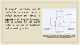 ◦El ángulo formado por la
unión de las caras mesial e
incisal puede ser recto u
agudo y el ángulo formado
por la unión de las caras
distal e incisal es bastante
redondeado y obtuso.
Padilla Millán, M., Díaz Guzmán, M., Valdez Esquivel, F., García Rivas P., D., Martínez
Iñiguez, N., & Silva Mendieta, J. et al. (2017). Manual de Anatomía Bucodental. Toluca,
Estado de México: Universidad Autónoma del Estado de México.
 