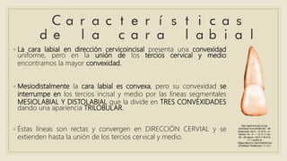 ◦ La cara labial en dirección cervicoincisal presenta una convexidad
uniforme, pero en la unión de los tercios cervical y medio
encontramos la mayor convexidad.
◦ Mesiodistalmente la cara labial es convexa, pero su convexidad se
interrumpe en los tercios incisal y medio por las líneas segmentales
MESIOLABIAL Y DISTOLABIAL que la divide en TRES CONVEXIDADES
dando una apariencia TRILOBULAR.
◦ Éstas líneas son rectas y convergen en DIRECCIÓN CERVIAL y se
extienden hasta la unión de los tercios cervical y medio.
http://gsdl.bvs.sld.cu/cgi-
bin/library?e=d-00000-00---off-
0estomato--00-0----0-10-0---0---
0direct-10---4-------0-1l--11-es-
50---20-about---00-0-1-00-0-0-
11-1-0utfZz-8-
00&a=d&cl=CL1&d=HASH01be
2f72f5d5c77638fcc9c1.11.12.1
 