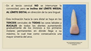 ◦ En el tercio cervical NO se interrumpe la
convexidad, pero se inclina del LÍMITE MESIAL
AL LÍMITE DISTAL en dirección de la cara lingual.
◦ Ésta inclinación hacia la cara distal se haya en los
TERCIOS cervicales de TODAS las caras labiales y
BUCALES de todos los dientes aumentando
gradualmente de los incisivos a los primeros
molares permanentes en dónde llega a su
máximo, lo cual trae como consecuencia una
mayor simetría del arco.
http://morfologiadental.blogspot.mx/2
011/08/cara-labial-del-incisivo-
central.html
 