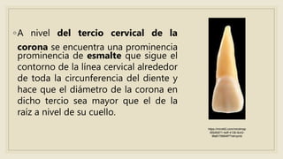 ◦A nivel del tercio cervical de la
corona se encuentra una prominencia
prominencia de esmalte que sigue el
contorno de la línea cervical alrededor
de toda la circunferencia del diente y
hace que el diámetro de la corona en
dicho tercio sea mayor que el de la
raíz a nivel de su cuello.
https://mind42.com/mindmap
/85bfb871-4eff-4136-9c43-
9fa8176904f7?rel=pmb
 